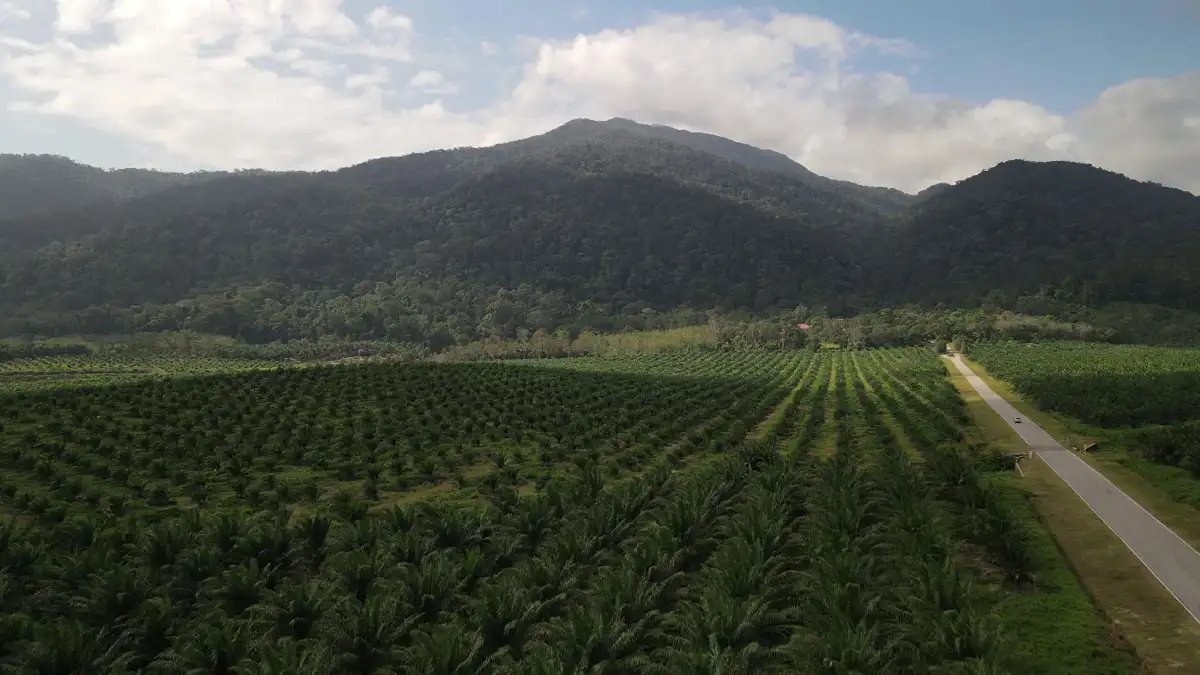 Pengembaraan di Taman Negara Gunung Ledang: Pendakian dan Keajaiban Alam