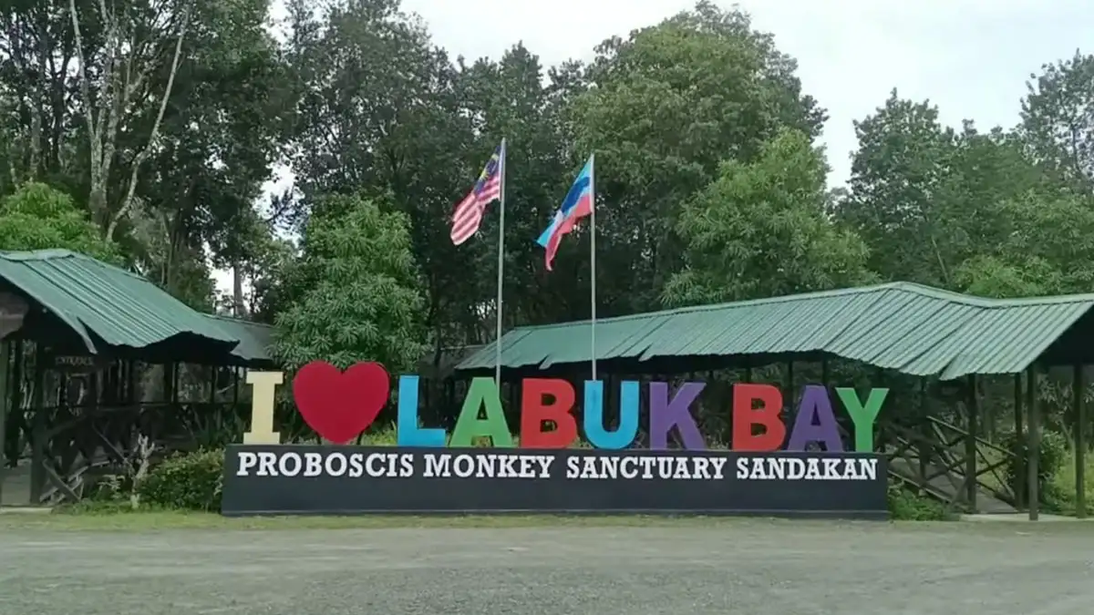 Labuk Bay Proboscis Monkey Sanctuary: Menjelajah Kehidupan Liar Borneo