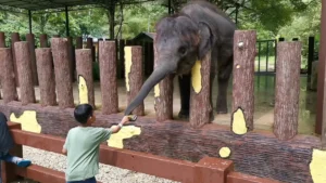 Santuari Gajah Kuala Gandah: Edukasi dan Kesadaran Lingkungan