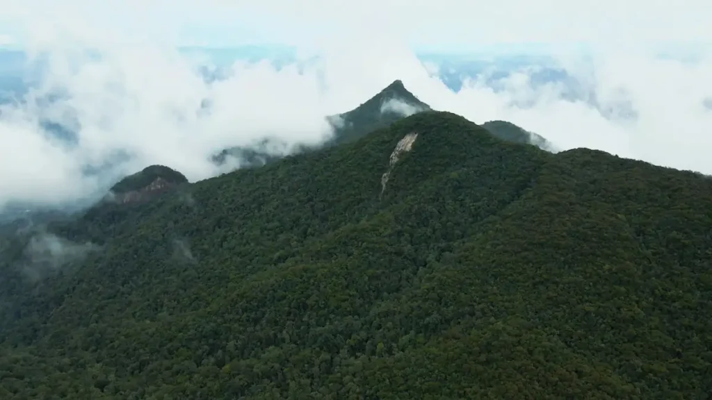 Menjejak Keindahan Gunung Stong: Pengalaman di Hutan Jelawang