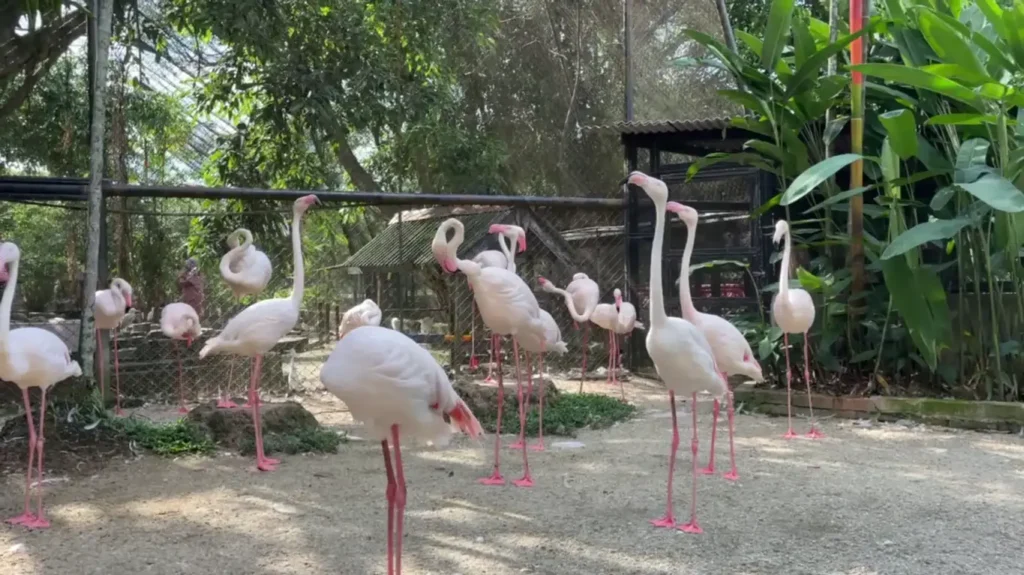 Tempat Menarik di Penang, Taman Burung, merupakan destinasi yang sempurna untuk para pecinta burung dan keluarga yang ingin menikmati keindahan alam sambil melihat lebih dari 3000 ekor burung dari berbagai spesies.