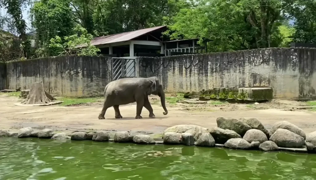 Zoo Taiping & Night Safari